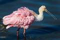 Kirms Photography Roseatte Spoonbill-12